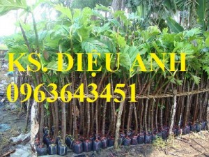 Cuyên cung cấp giống cây sakê (sa kê) uy tín, chất lượng, đảm bảo