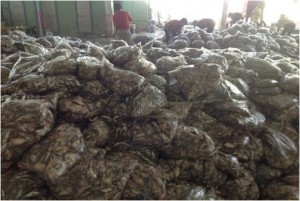 Cần bán bột cá biển đạm từ 50%, 60%, 65%