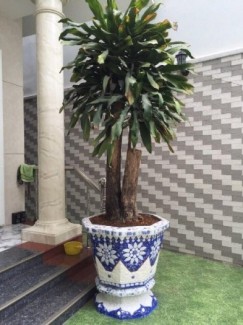 chậu bát giác 60cm