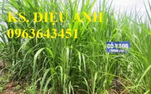 Chuyên cung cấp giống cỏ va06 số lượng lớn, uy tín, chất lượng