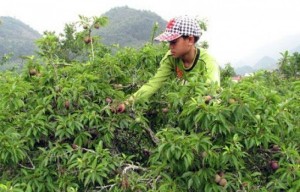 Chuyên cung cấp giống cây mận tam hoa uy tín chất lượng cao