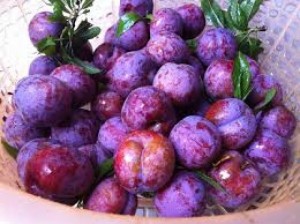 Chuyên cung cấp giống cây mận tam hoa uy tín chất lượng cao
