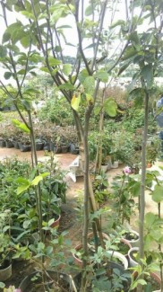 Hoa mộc lan lớn 1,5m