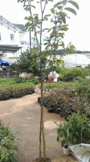 Hoa mộc lan lớn 1,5m
