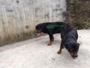 Phối giống Rottweiler Dĩ An Binh Dương, thuần chủng