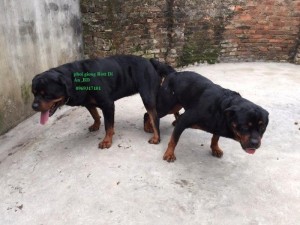 Phối giống Rottweiler Dĩ An Binh Dương, thuần chủng