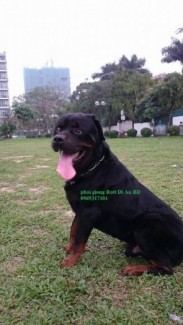 Rottweiler đức Dĩ An ,trại Rott Thanh nguyen