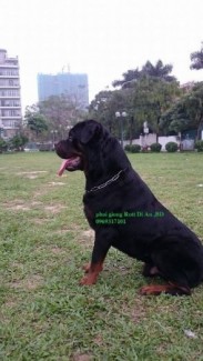 Rottweiler đức Dĩ An ,trại Rott Thanh nguyen
