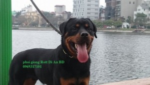 Rottweiler đức Dĩ An ,trại Rott Thanh nguyen