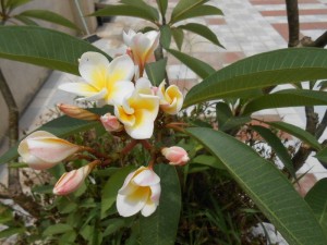 Cây đại 20 khóm lá béo tốt