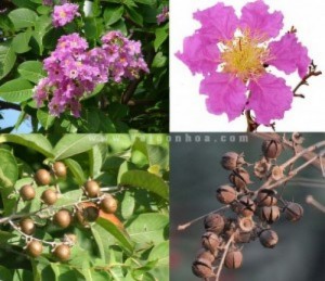 Chuyên cung cấp cây công trình đô thị bằng lăng số lượng lớn chất lượng cao