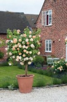 Khởi động mùa trồng hoa đón tết với Hoa hồng thân gỗ Tree rose
