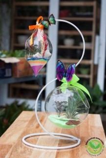 Terrarium cây Không Khí