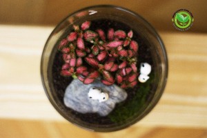Tiểu cảnh mini