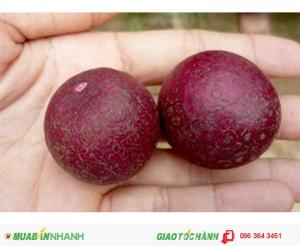 Chuyên cung cấp giống cây nhãn các loại: Nhãn không hạt,nhãn muộn,nhãn tím chuẩn giống, uy tín, chất lượng
