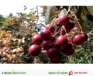 Chuyên cung cấp giống cây nhãn các loại: Nhãn không hạt,nhãn muộn,nhãn tím chuẩn giống, uy tín, chất lượng