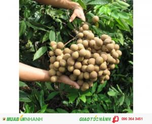 Chuyên cung cấp giống cây nhãn các loại: Nhãn không hạt,nhãn muộn,nhãn tím chuẩn giống, uy tín, chất lượng