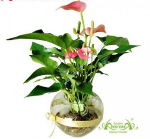 Hồng Môn (Cây Thủy Canh-AquaGarden)