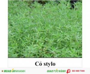 Các loại giống cỏ nuôi thỏ