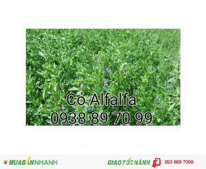 Các loại giống cỏ nuôi thỏ