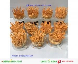 Đông Trùng Hạ Thảo Thiên Phúc tươi, 100% tự nhiên