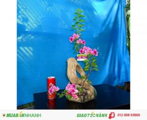 Hoa giấy bonsai siêu quái không tỳ vết hình ấm trà giá tốt
