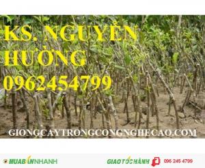 Chuyên cung cấp giống táo đại, táo đài loan, táo đào vàng, táo d28, táo thái lan, táo chua gia lộc, táo ngọt h12