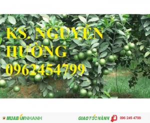 Chuyên cung cấp giống cây chanh dây (chanh leo, lạc tiên, mác mác), chanh đào, chanh tứ quý (chanh bốn mùa)