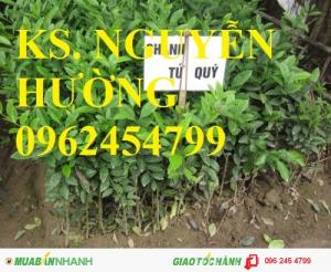 Chuyên cung cấp giống cây chanh dây (chanh leo, lạc tiên, mác mác), chanh đào, chanh tứ quý (chanh bốn mùa)