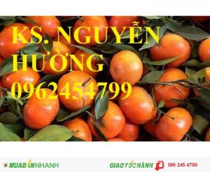 Chuyên cung cấp giống cây cam canh, cam cara ruột đỏ không hạt, cam sành, cam v2, cam vinh, cam xoàn