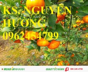 Chuyên cung cấp giống cây cam canh, cam cara ruột đỏ không hạt, cam sành, cam v2, cam vinh, cam xoàn