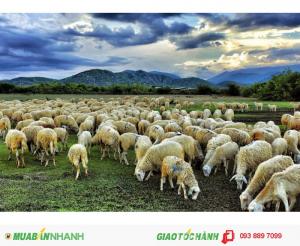 Mua Bán Dê Giống Bách Thảo, Dê Boer, Cừu Ninh Thuận