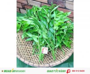 Rau Rừng Tây Ninh