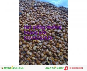 Xoan đào nam châm