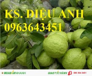 Kỹ thuật trồng và chăm sóc cây ổi (ổi nữ hoàng,ổi lê đài loan,ổi tím,ổi đỏ,ổi găng,ổi không hạt)