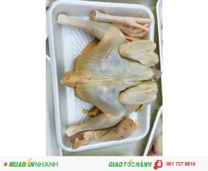 Bán gà mái dầu Tây Ninh uy tín chất lượng