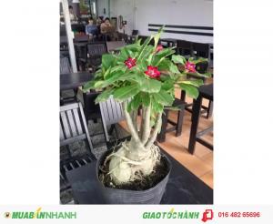 Cây sứ Thái củ đẹp đang ra hoa