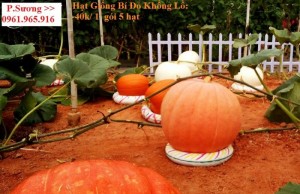 Hạt Giống Hoa Củ Quả Đặc Biệt