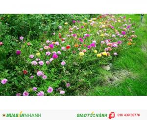Palm Hill – Biệt thự cho giới trung lưu Hà thành