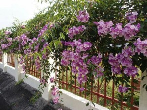 Dây leo Hồng thiên hương