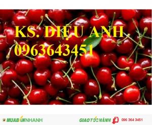 Chuyên cung cấp cây giống cherry nhập khẩu chất lượng cao