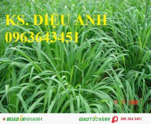 Chuyên cung cấp hom giống cỏ chăn nuôi va06 số lượng lớn, chất lượng cao