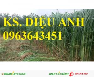 Chuyên cung cấp hom giống cỏ chăn nuôi va06 số lượng lớn, chất lượng cao