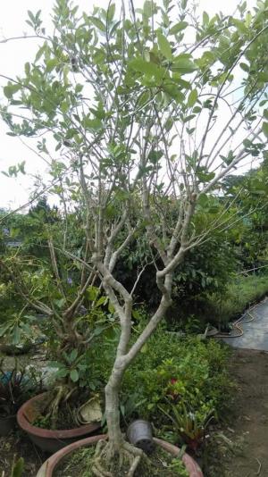 Mai xanh lớn
