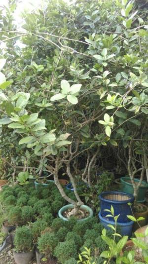 Mai xanh lớn
