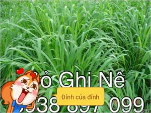 Hạt giống cỏ ghi nê