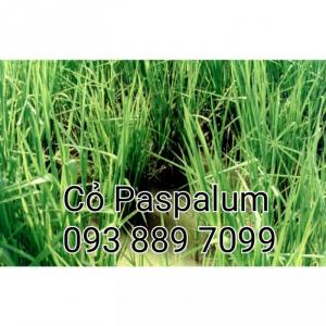 Hạt giống cỏ Paspalum atratum