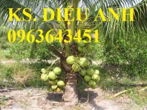 Bán cây giống dừa xiêm lùn số lượng lớn, chất lượng cao.