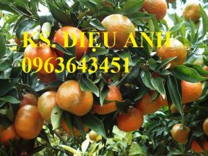 Chuyên cây giống quýt đường Thái Lan chuẩn giống, uy tín, chất lượng