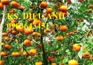 Chuyên cây giống quýt đường Thái Lan chuẩn giống, uy tín, chất lượng